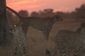 Cheetah sunset